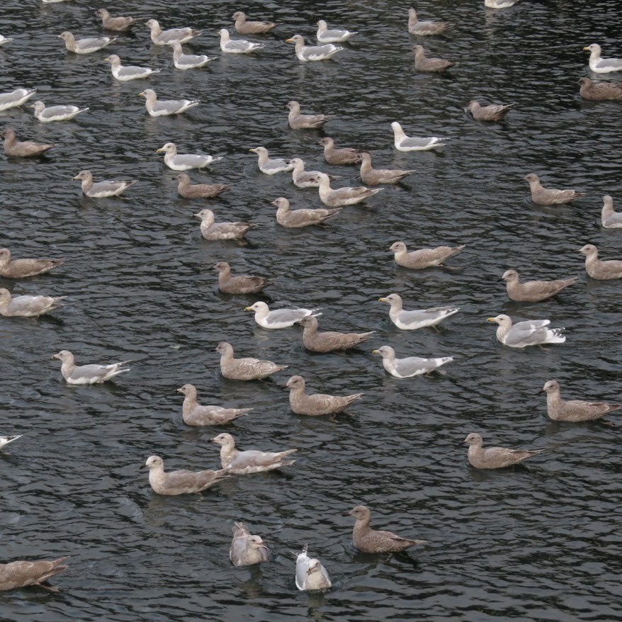 Glaucous-winged Gull - ML644428534