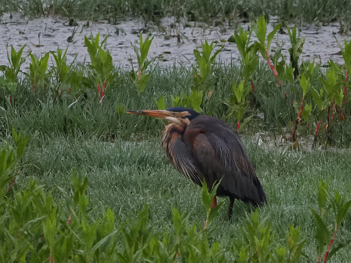 Purple Heron - ML644428538