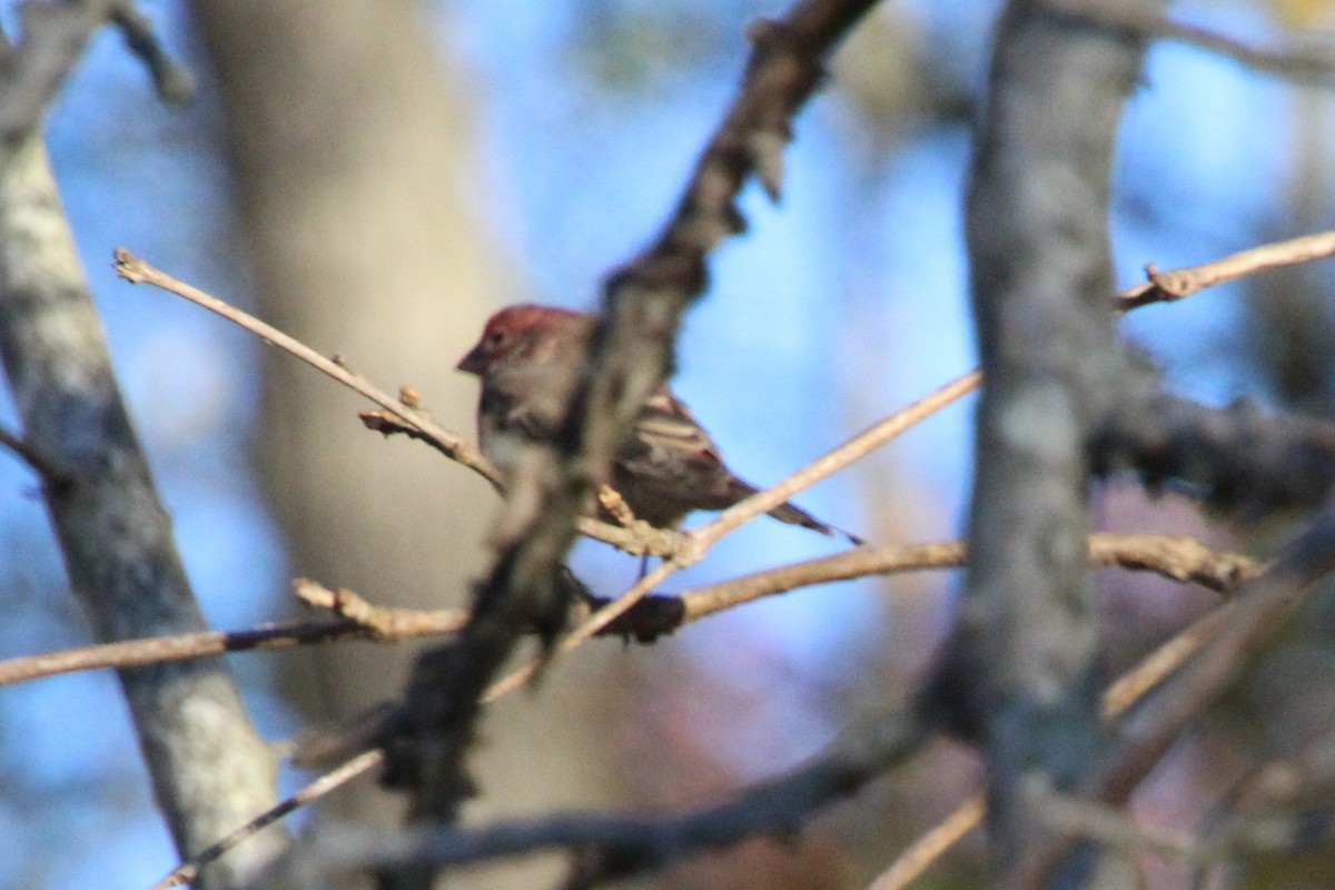 House Finch - ML644428549
