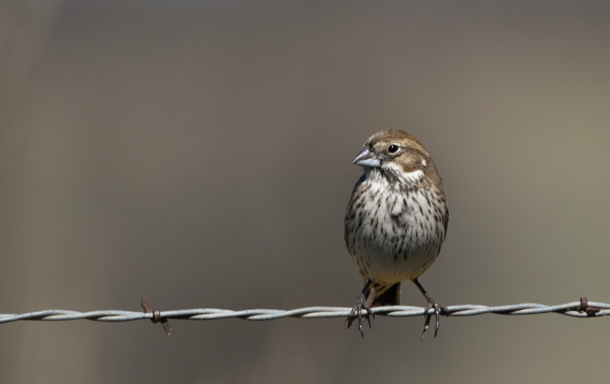 Lark Bunting - ML644428564