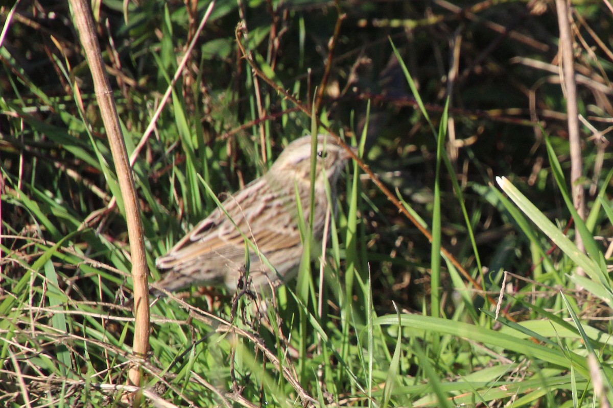 Savannah Sparrow - ML644428594