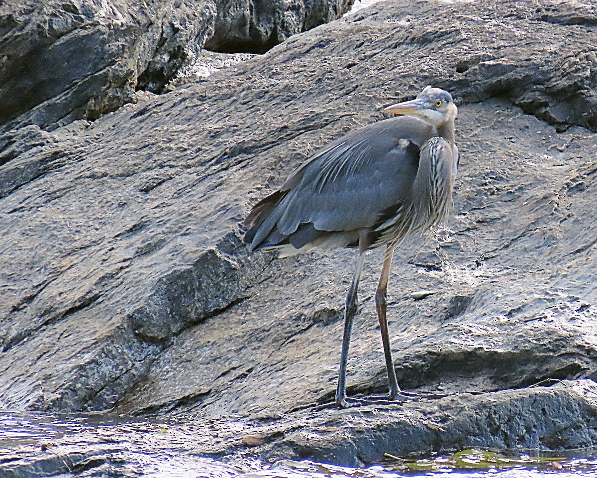 Great Blue Heron - ML644428599