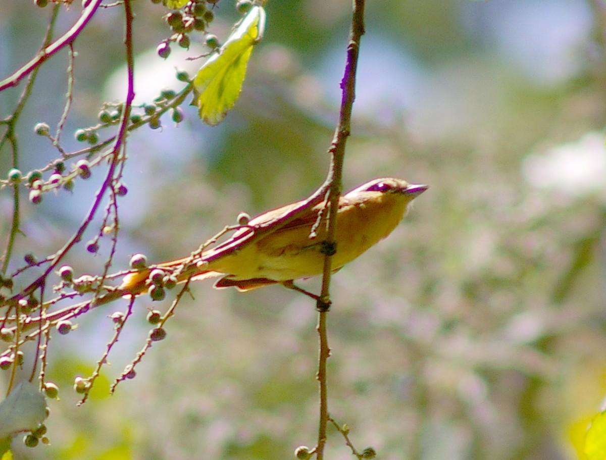 Chestnut-crowned Becard - ML64442861