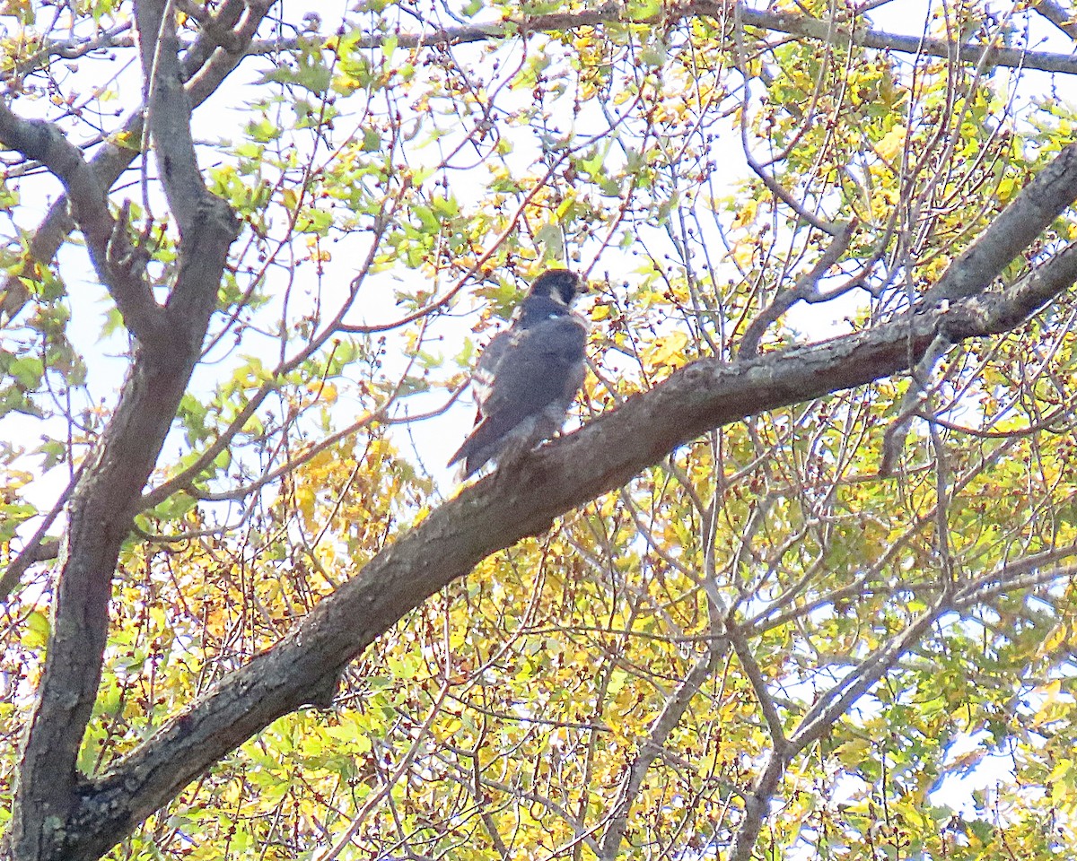 Peregrine Falcon - ML644428617