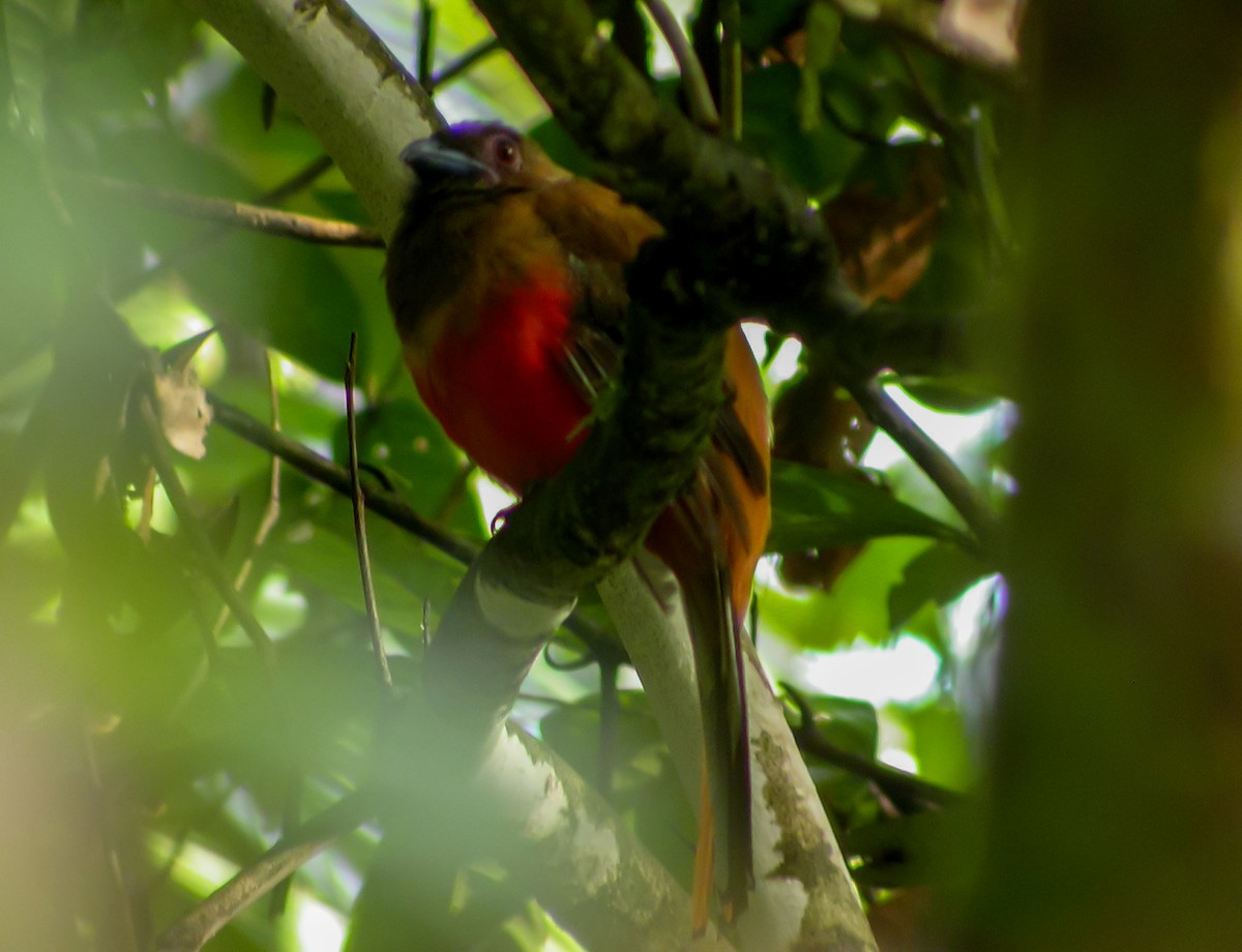 Diard's Trogon - ML644428619