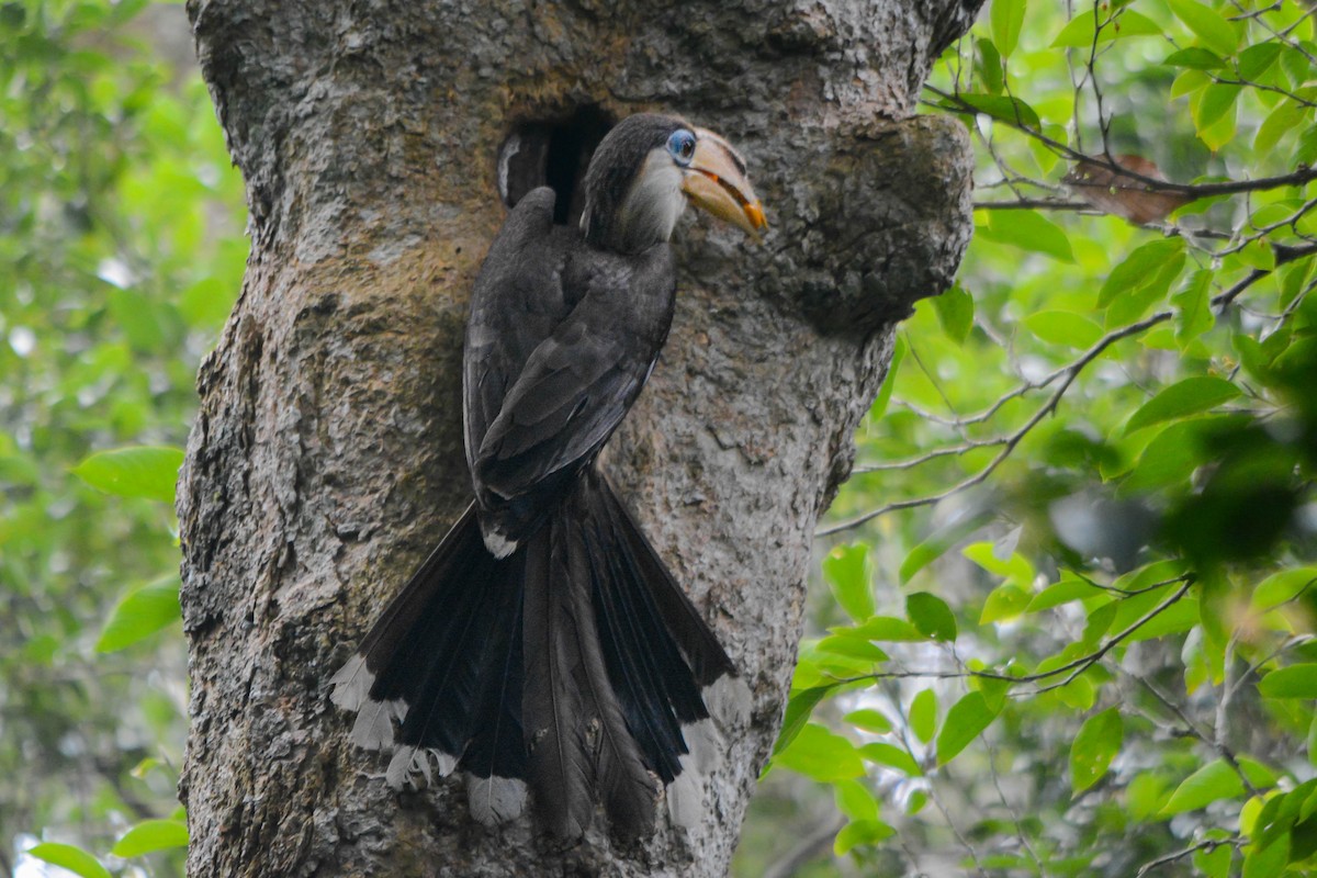 アッサムサイチョウ - ML644428622