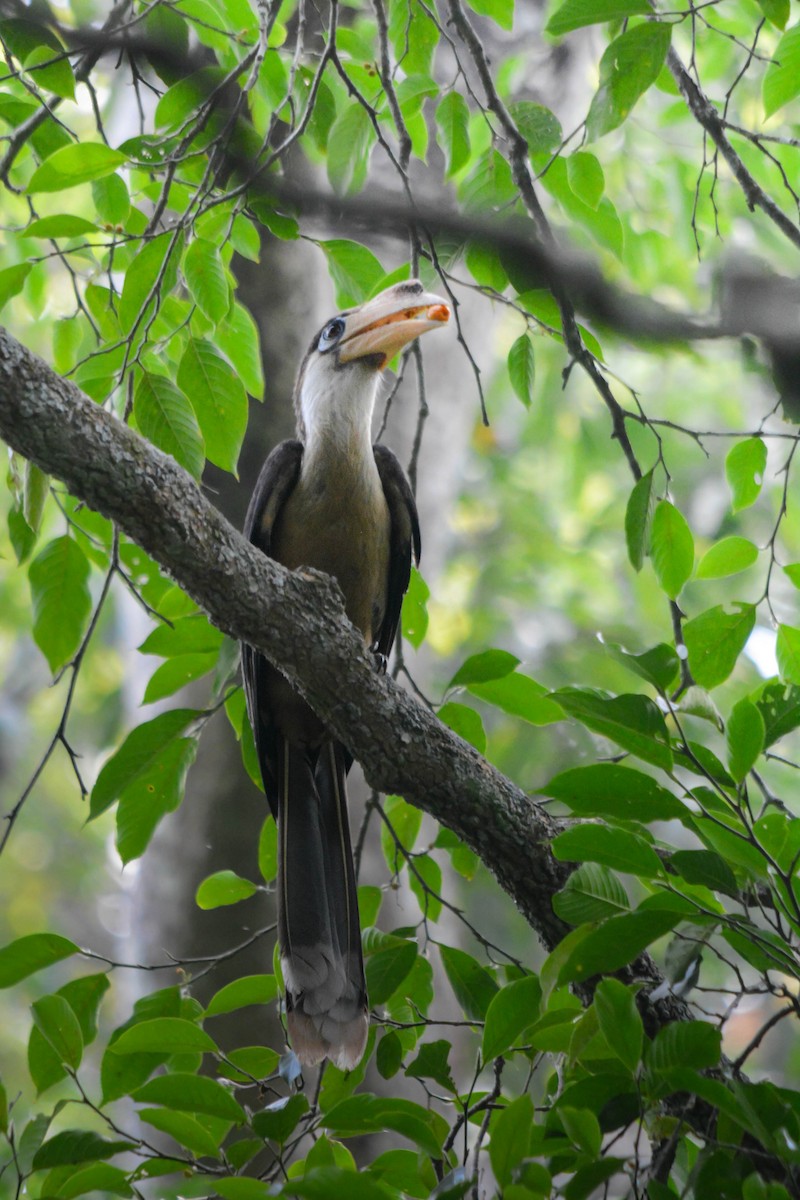 アッサムサイチョウ - ML644428623