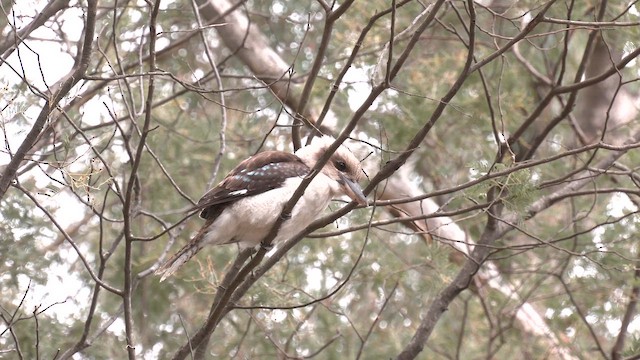 Laughing Kookaburra - ML644428629