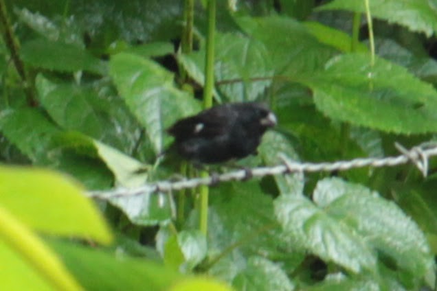 Variable Seedeater - ML644428631