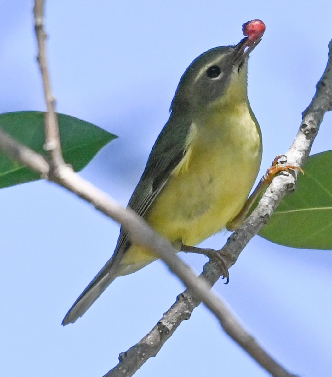 lesňáček modrohřbetý - ML644428653