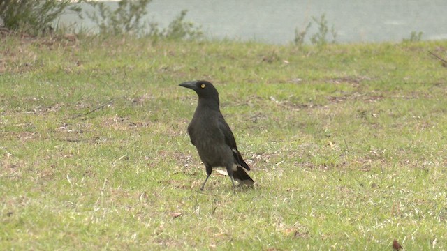 Pied Currawong - ML644428654