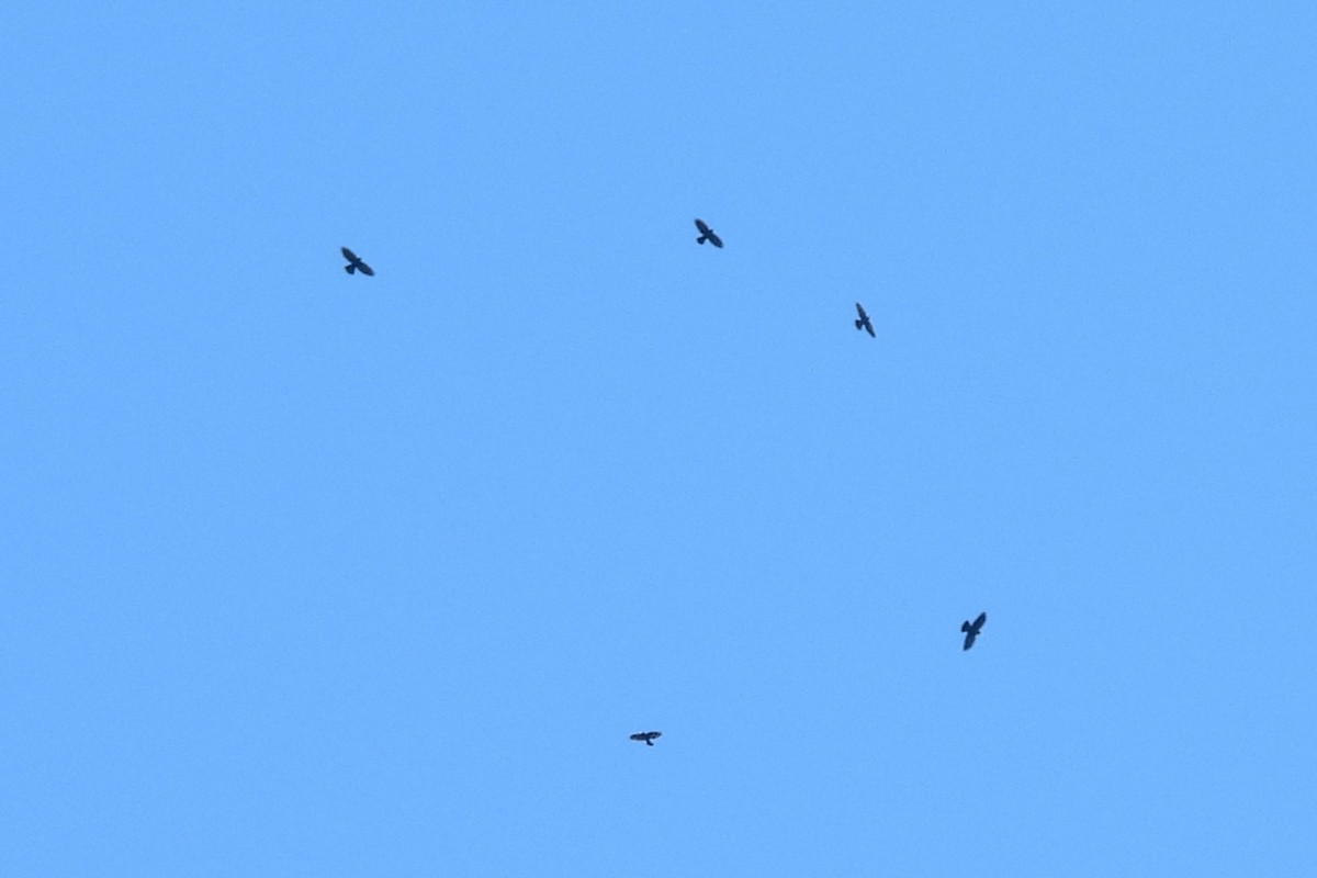 キバシガラス - ML644428665