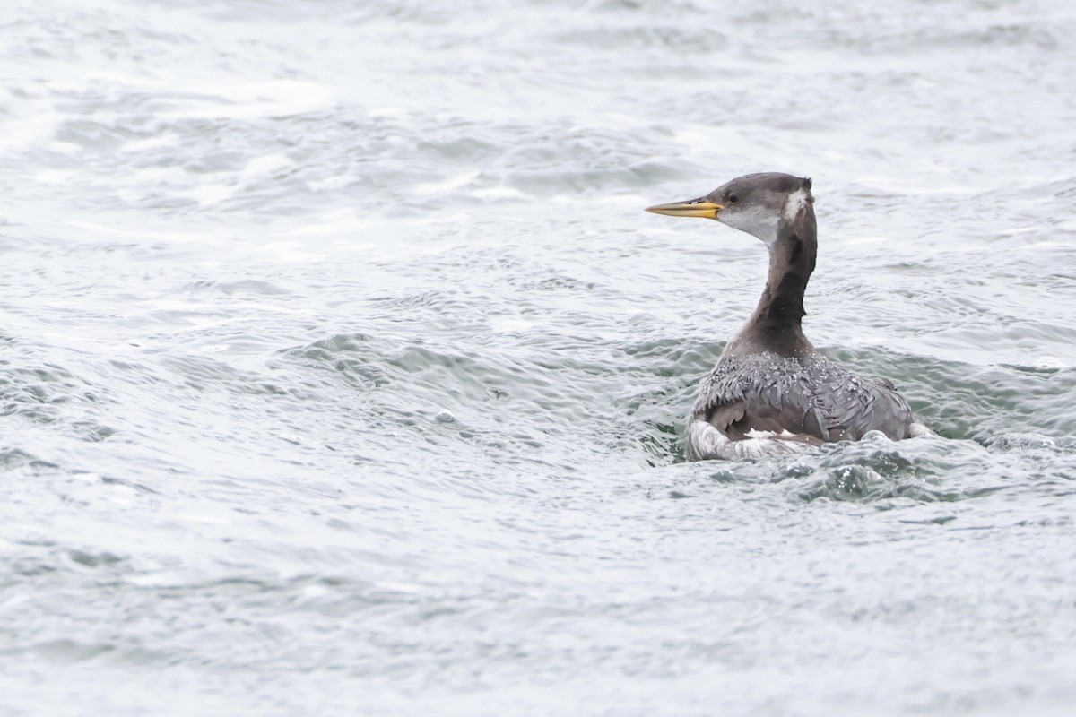 Red-necked Grebe - ML644428666