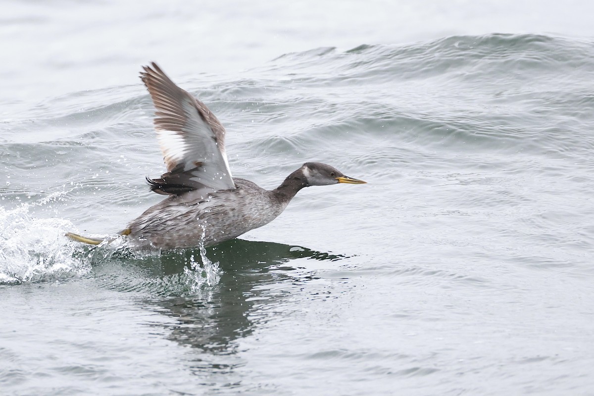 Red-necked Grebe - ML644428667