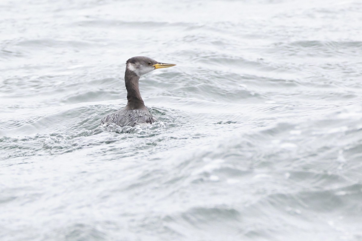 Red-necked Grebe - ML644428668