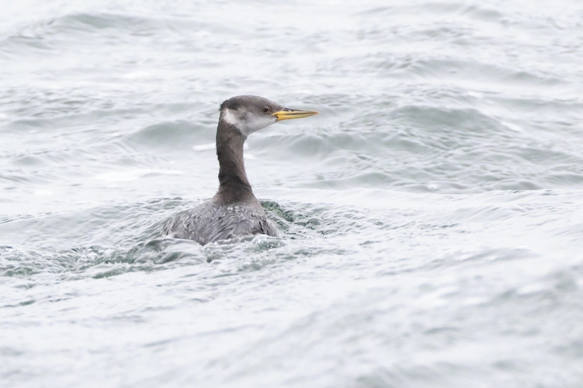 Red-necked Grebe - ML644428669