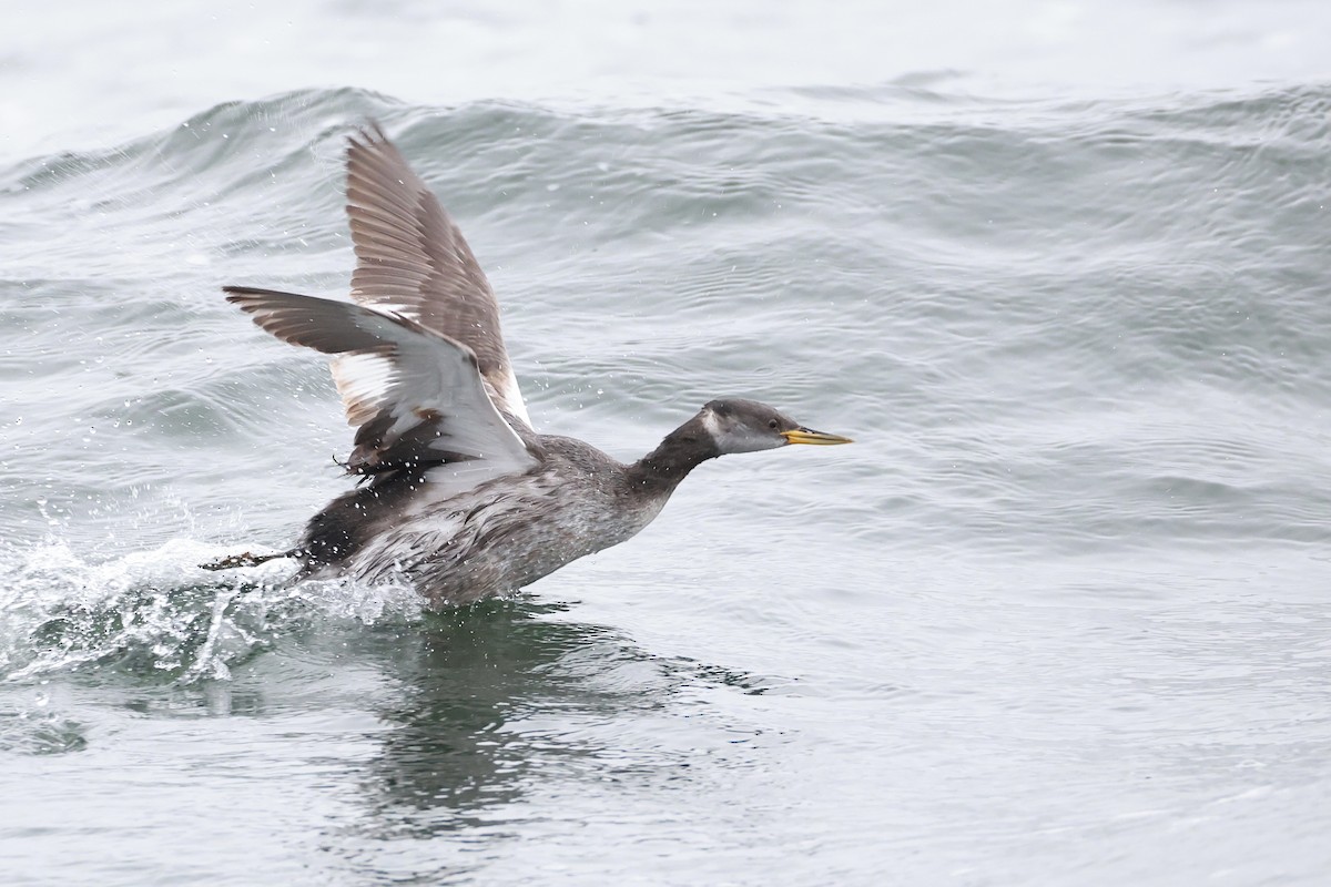 Red-necked Grebe - ML644428670