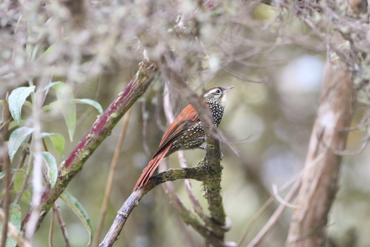 Pearled Treerunner - ML644428689