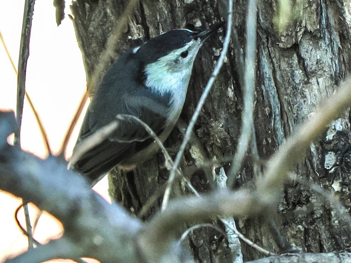 White-breasted Nuthatch (Interior West) - ML644428698