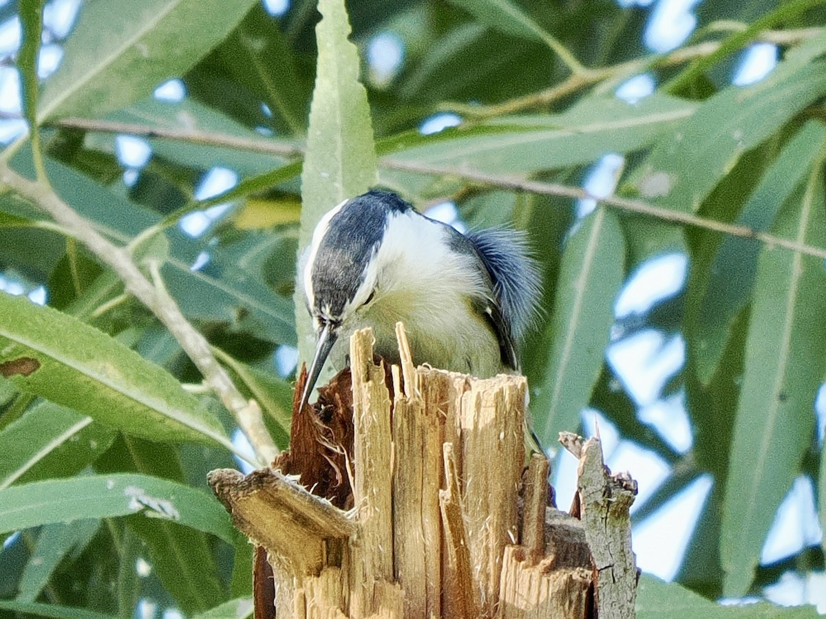 White-breasted Nuthatch (Interior West) - ML644428699