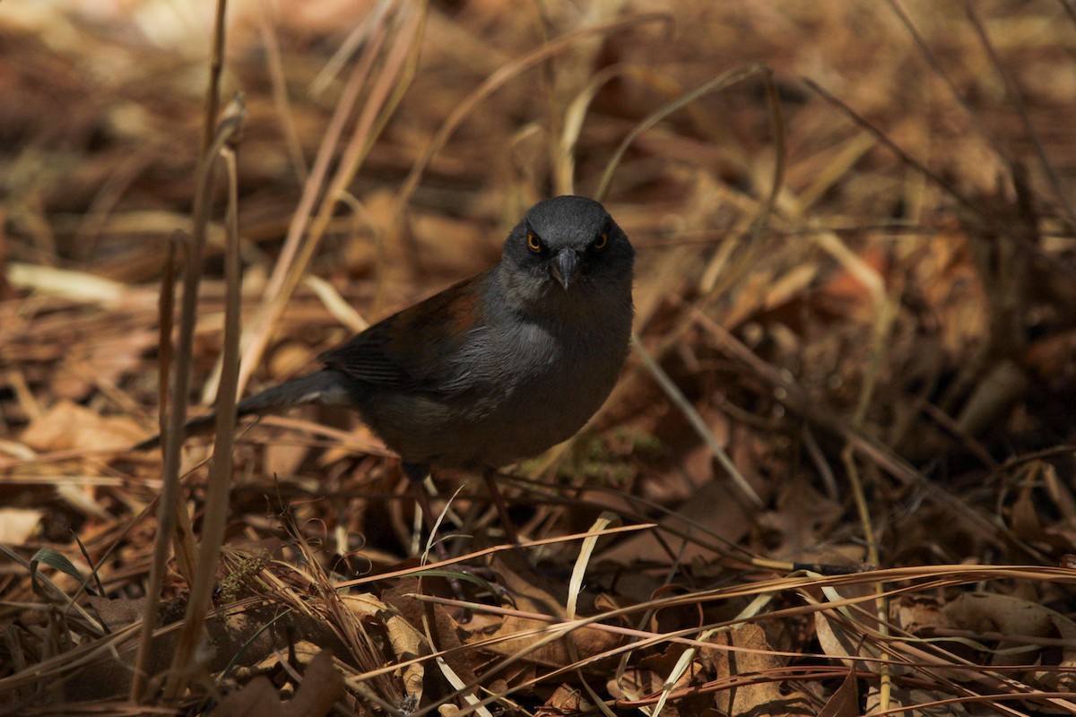 Yellow-eyed Junco - ML644428709