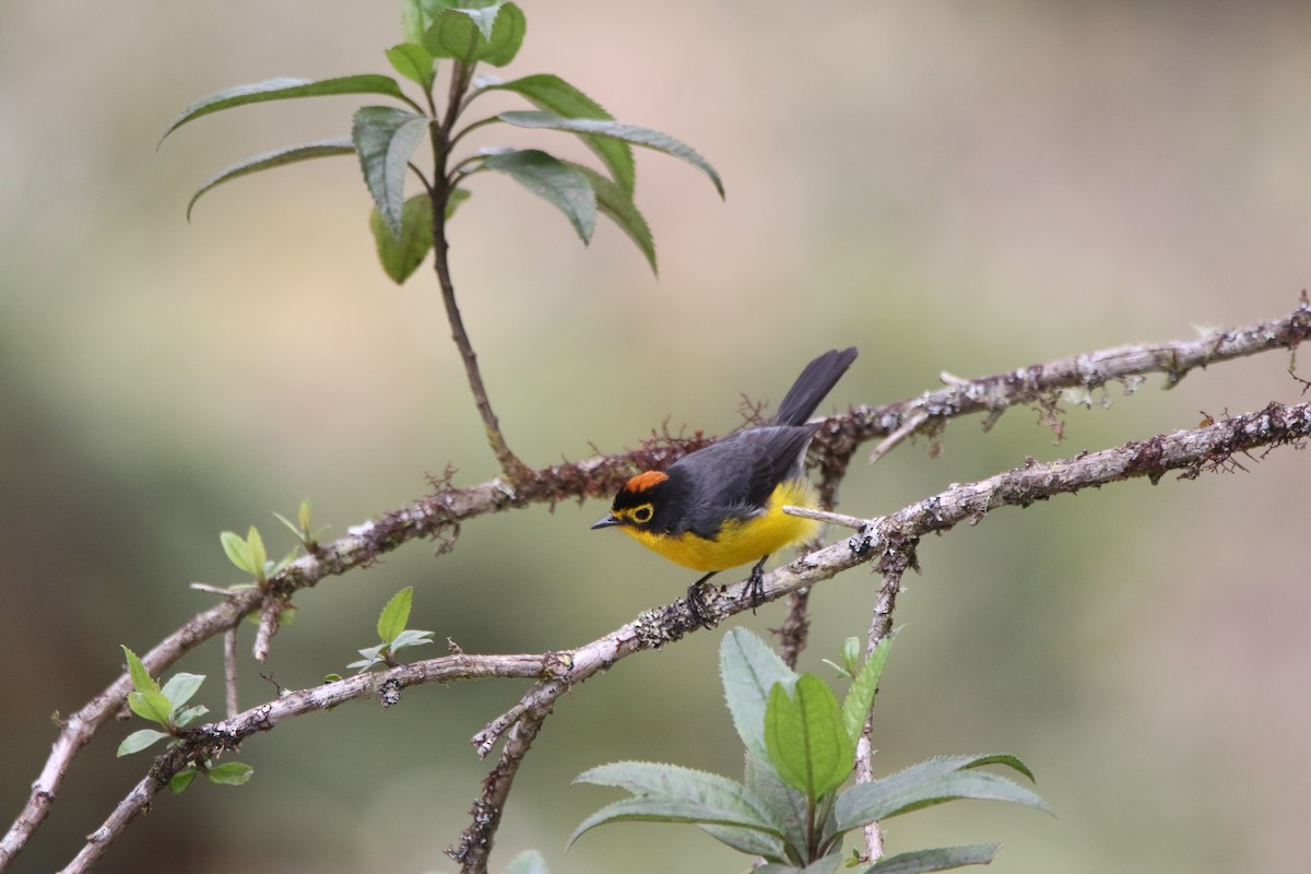 Spectacled Redstart - ML644428711
