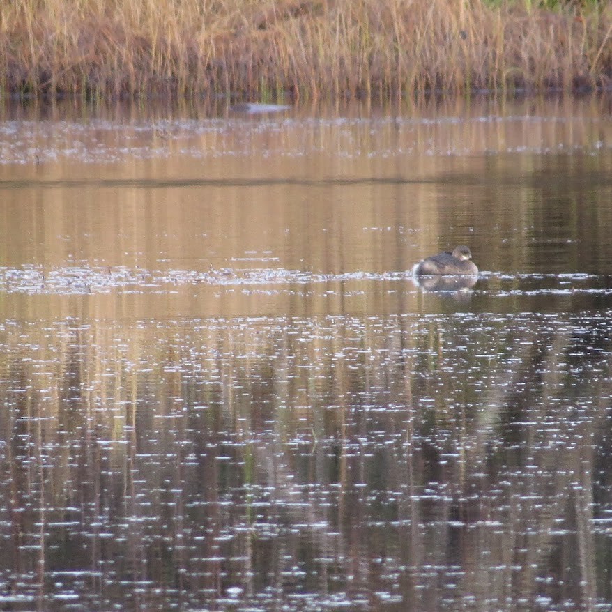Kalın Gagalı Batağan - ML644428717