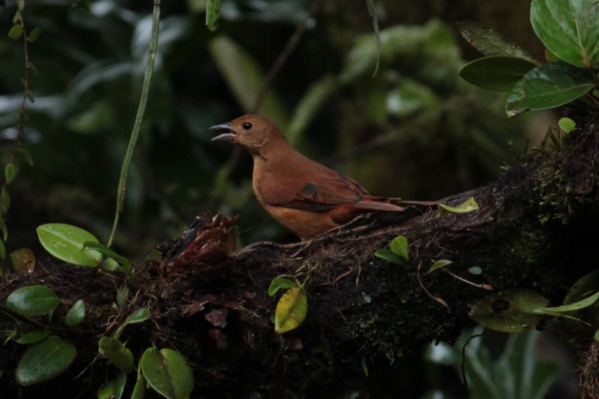 クロフウキンチョウ - ML644428736