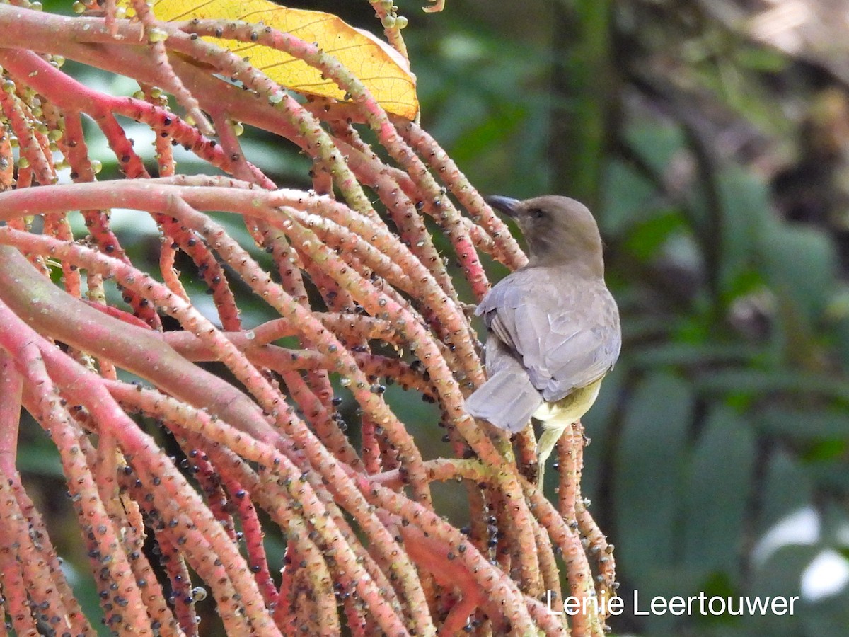 Black-billed Thrush - ML644428751