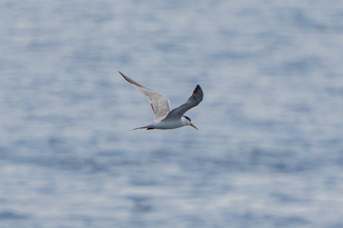 Крячок жовтодзьобий - ML644428765