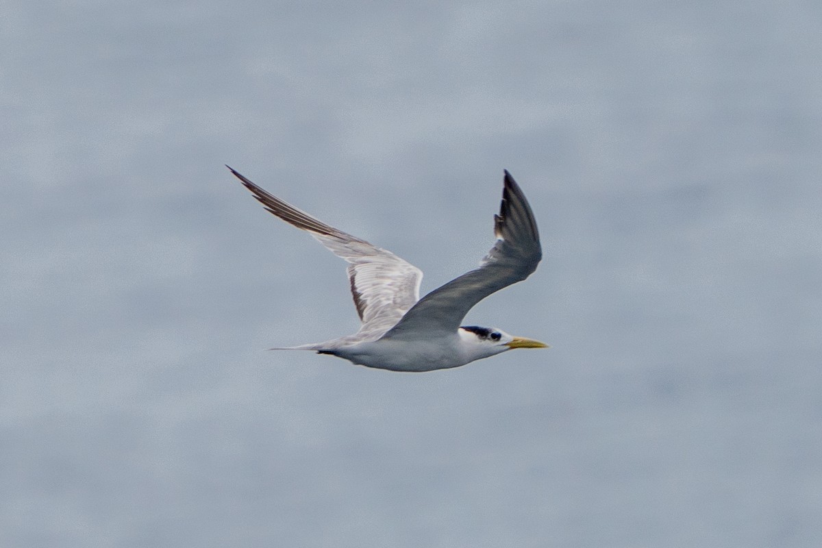 Крячок жовтодзьобий - ML644428768