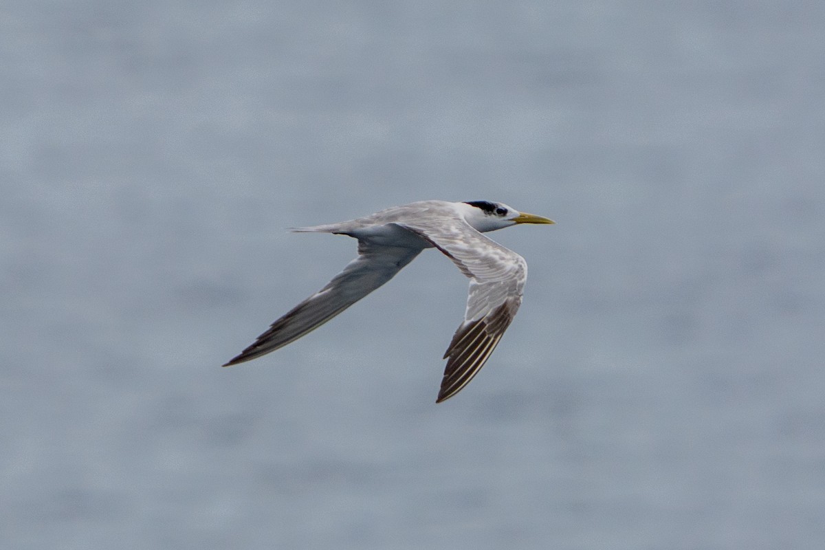 Крячок жовтодзьобий - ML644428769