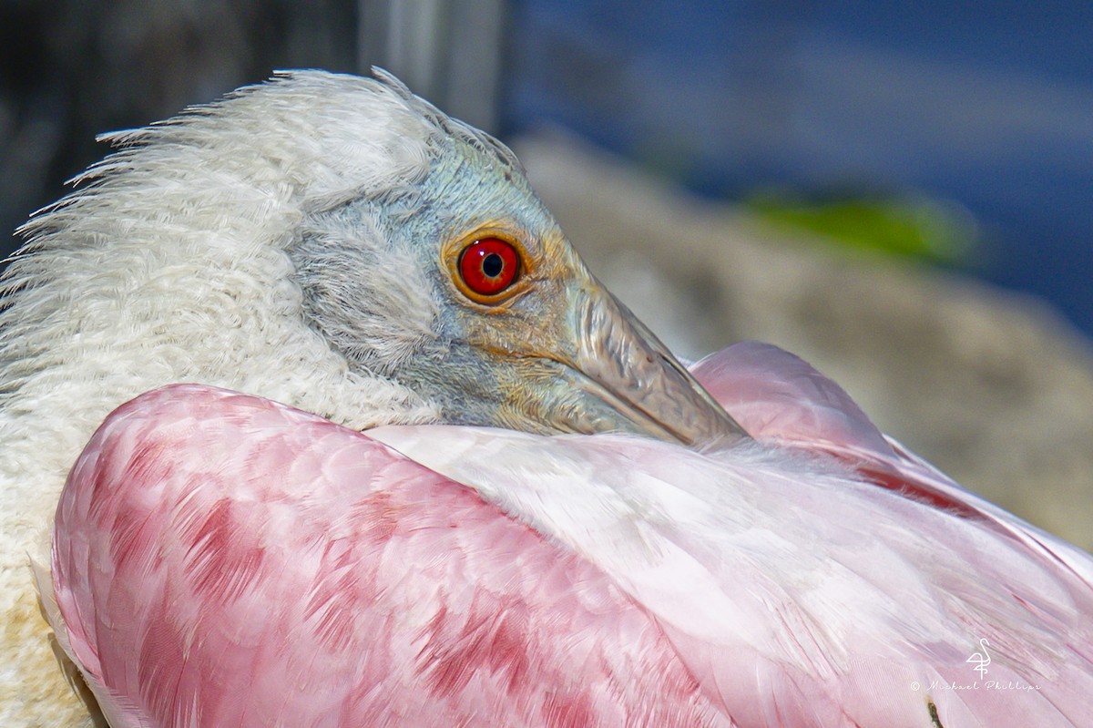 Mokozabal arrosa - ML644428786