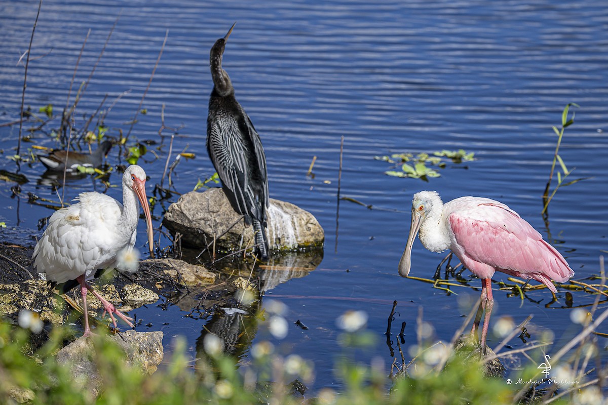 Mokozabal arrosa - ML644428787