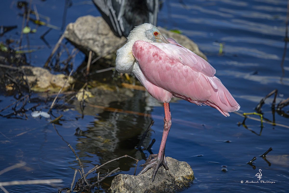 Mokozabal arrosa - ML644428788