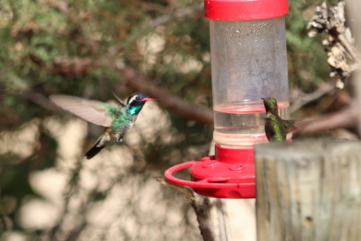 White-eared Hummingbird - ML644428791