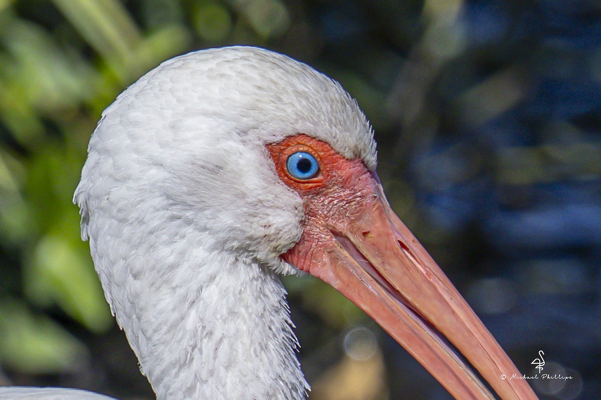 Ibis zuria - ML644428793