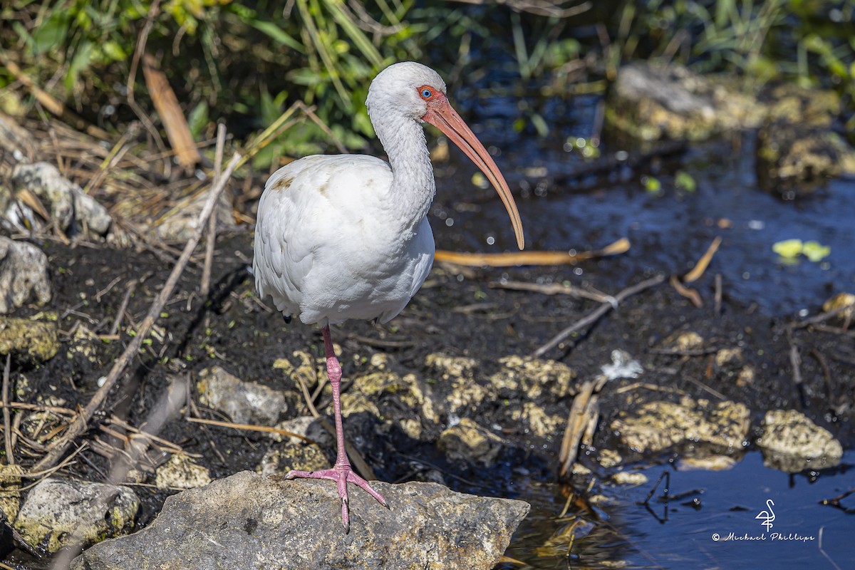 Ibis zuria - ML644428794