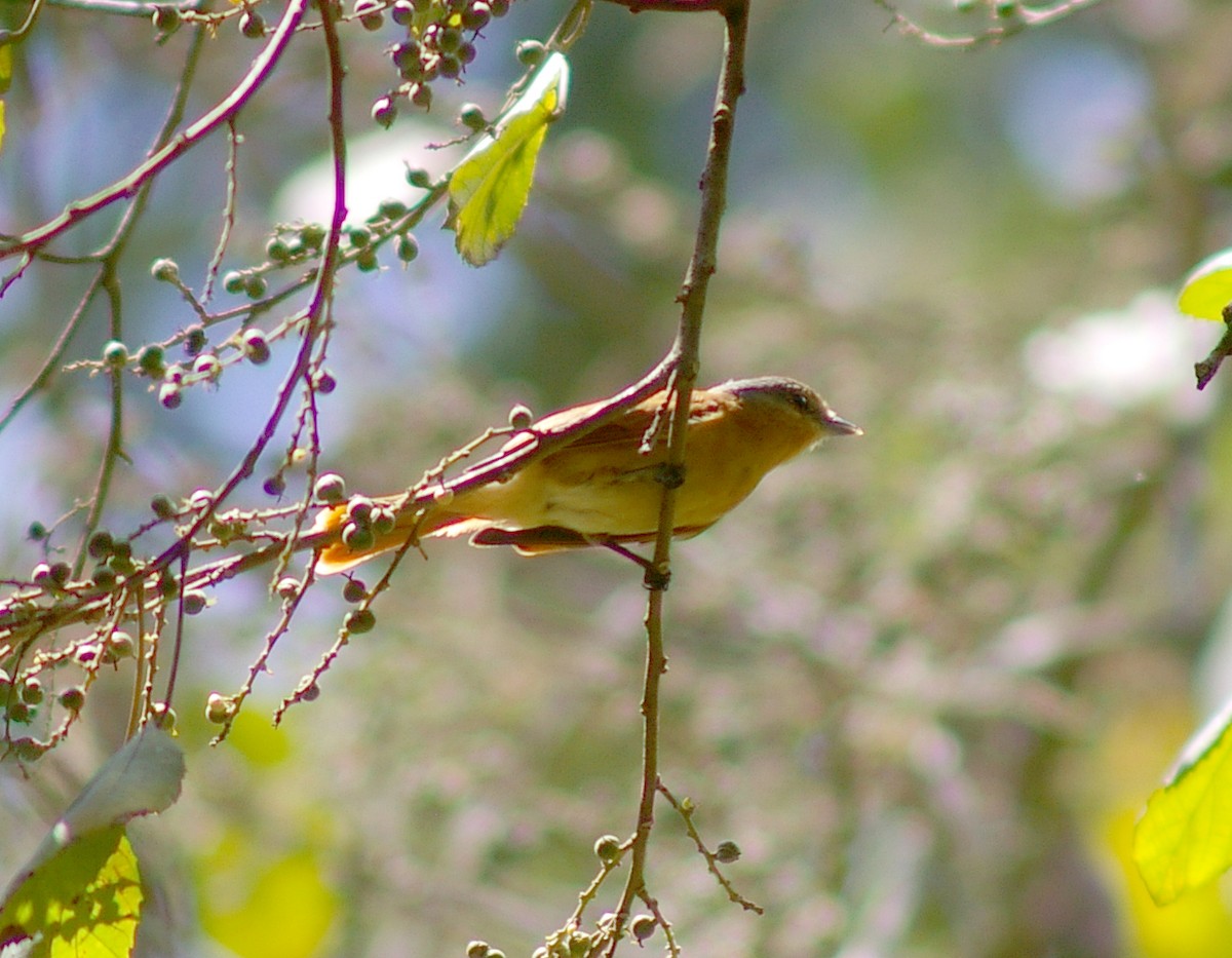 Chestnut-crowned Becard - ML64442881