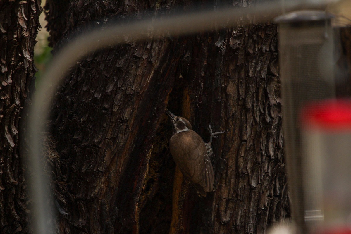 Arizona Woodpecker - ML644428815