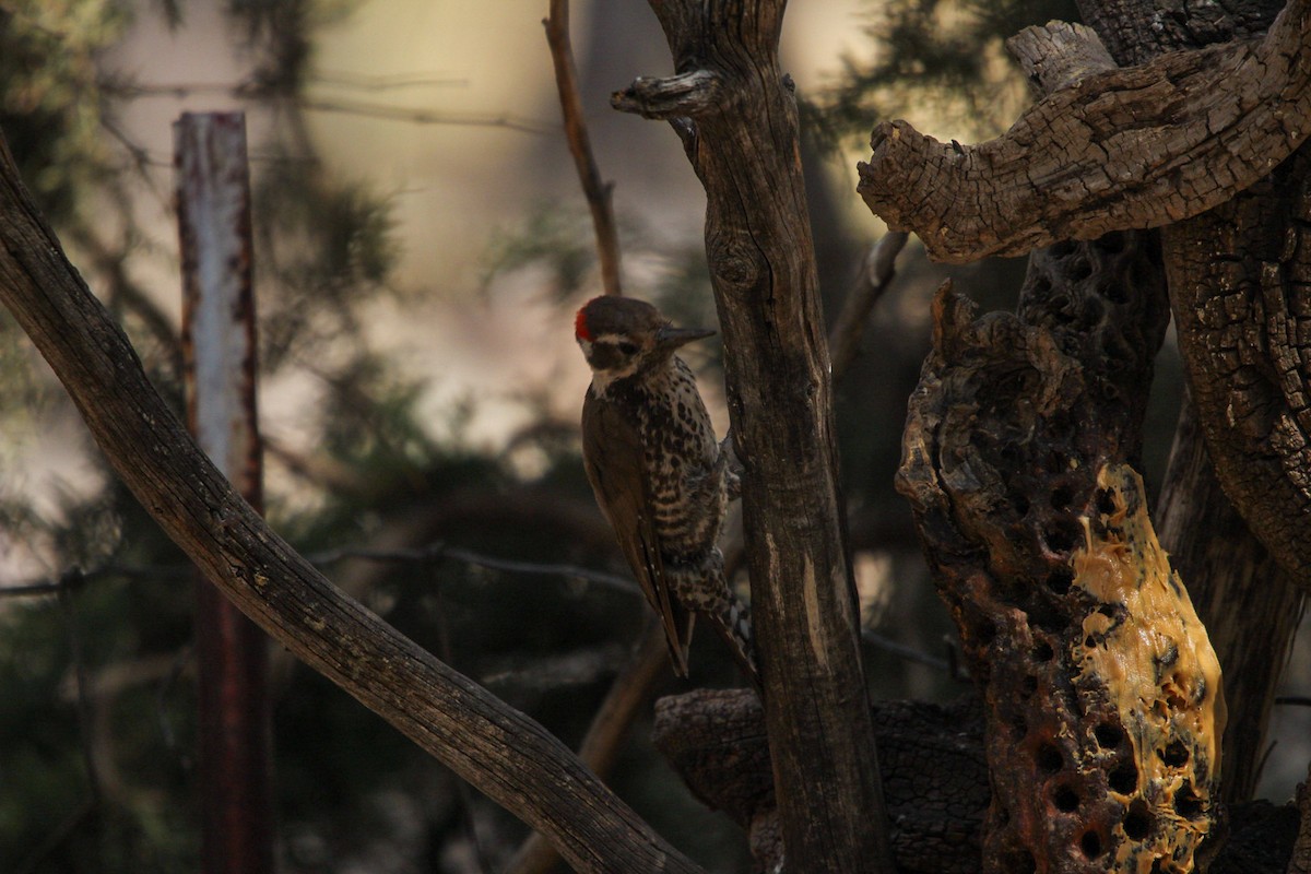 Arizona Woodpecker - ML644428816