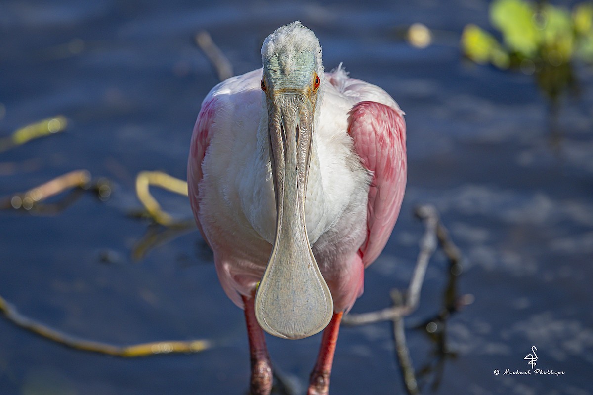 Mokozabal arrosa - ML644428821