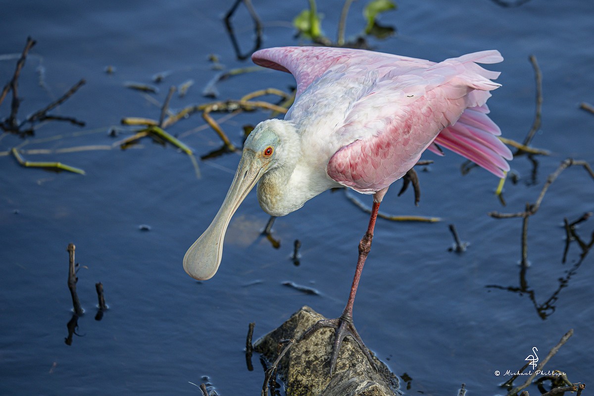 Mokozabal arrosa - ML644428822