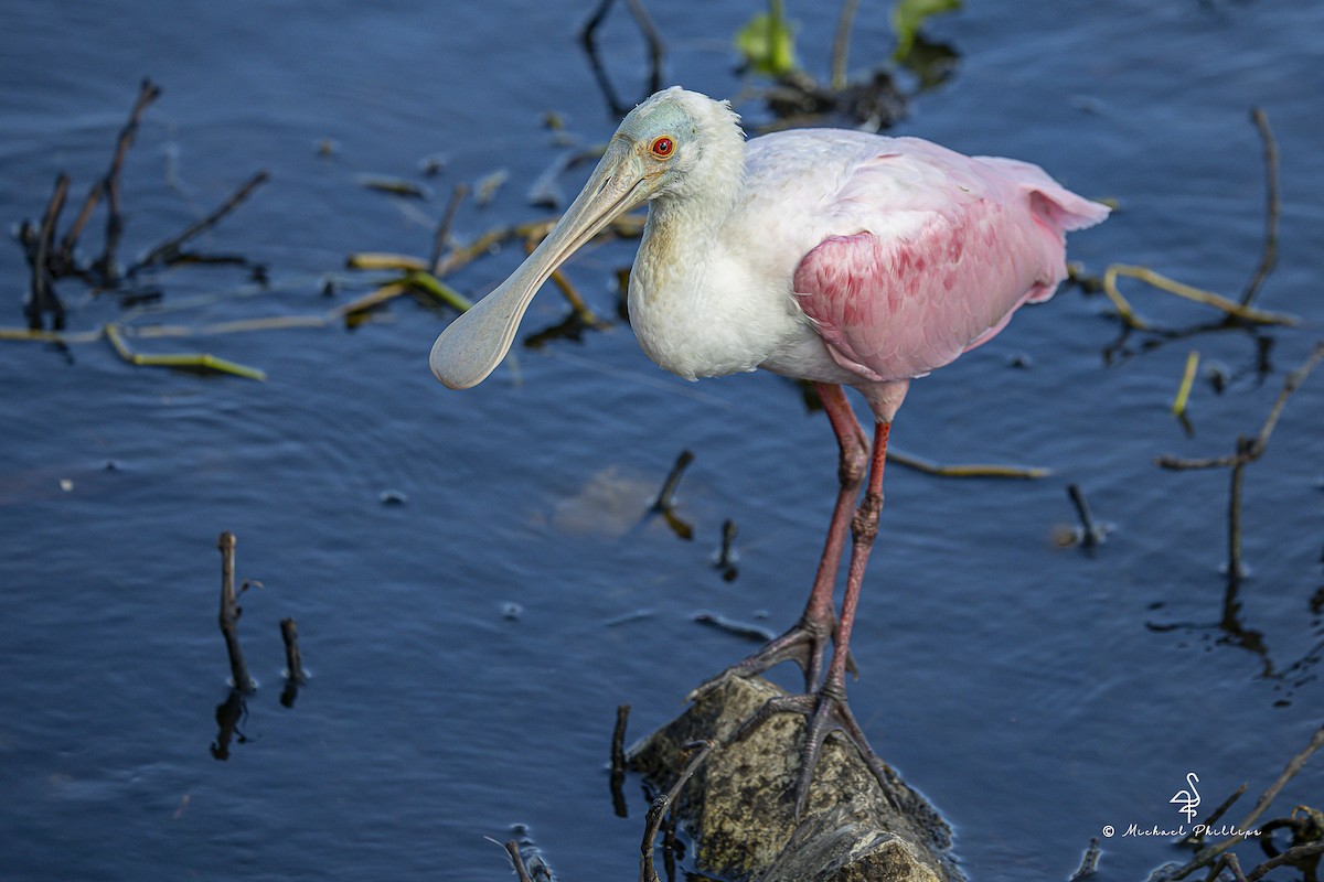 Mokozabal arrosa - ML644428823