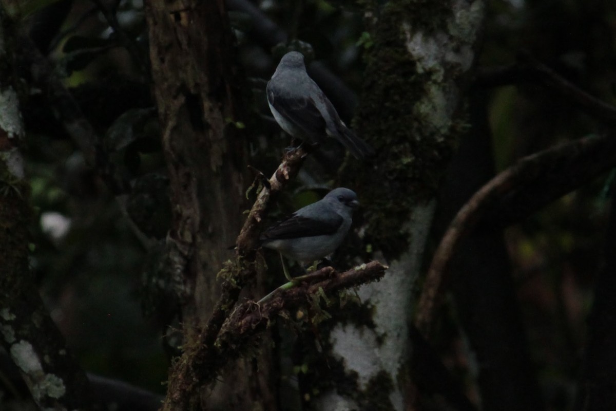 Plain-colored Tanager - ML644428841