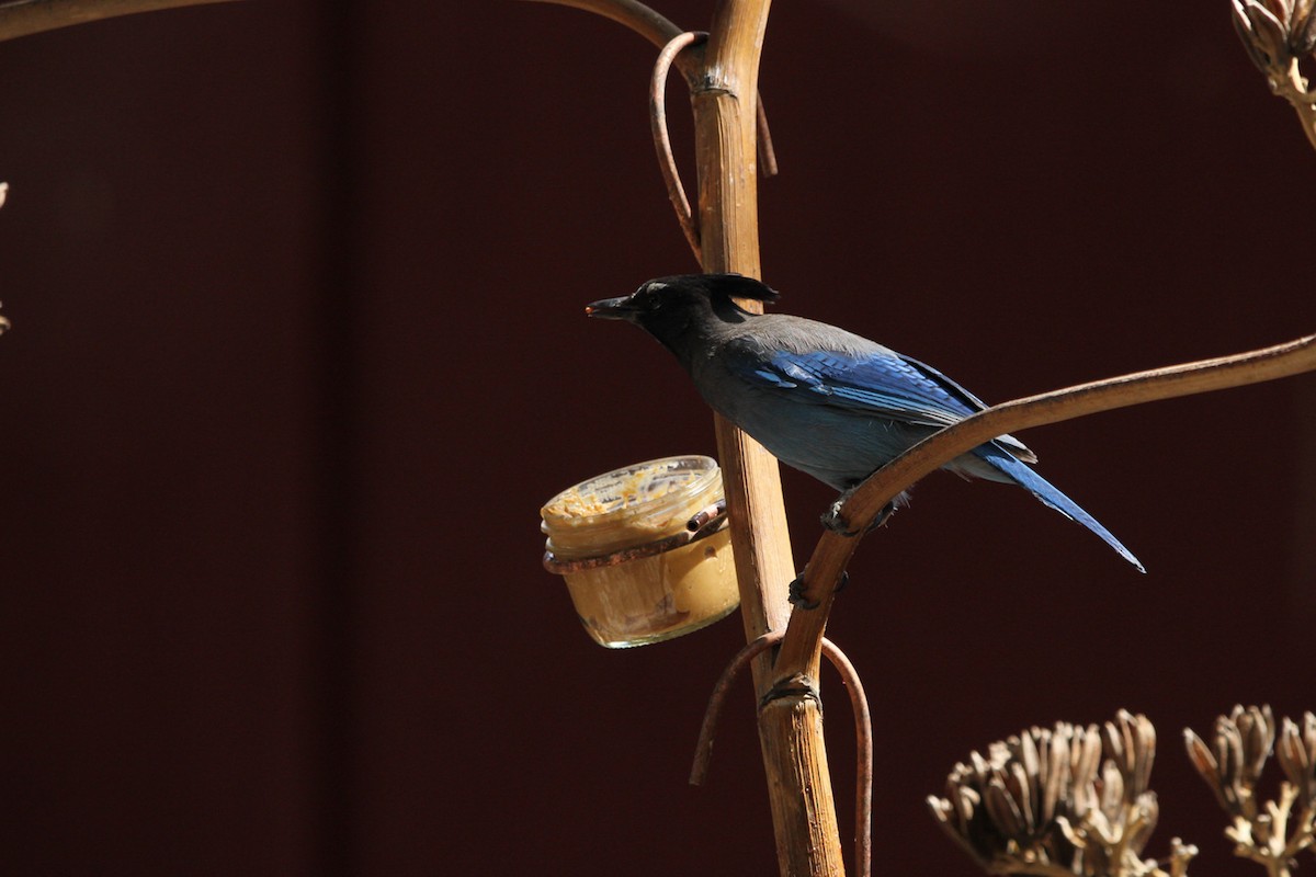 Steller's Jay (Southwest Interior) - ML644428849