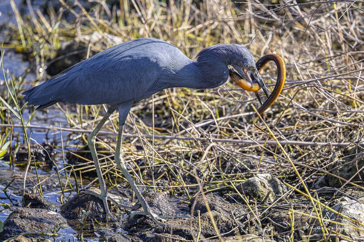 Koartzatxo urdina - ML644428850