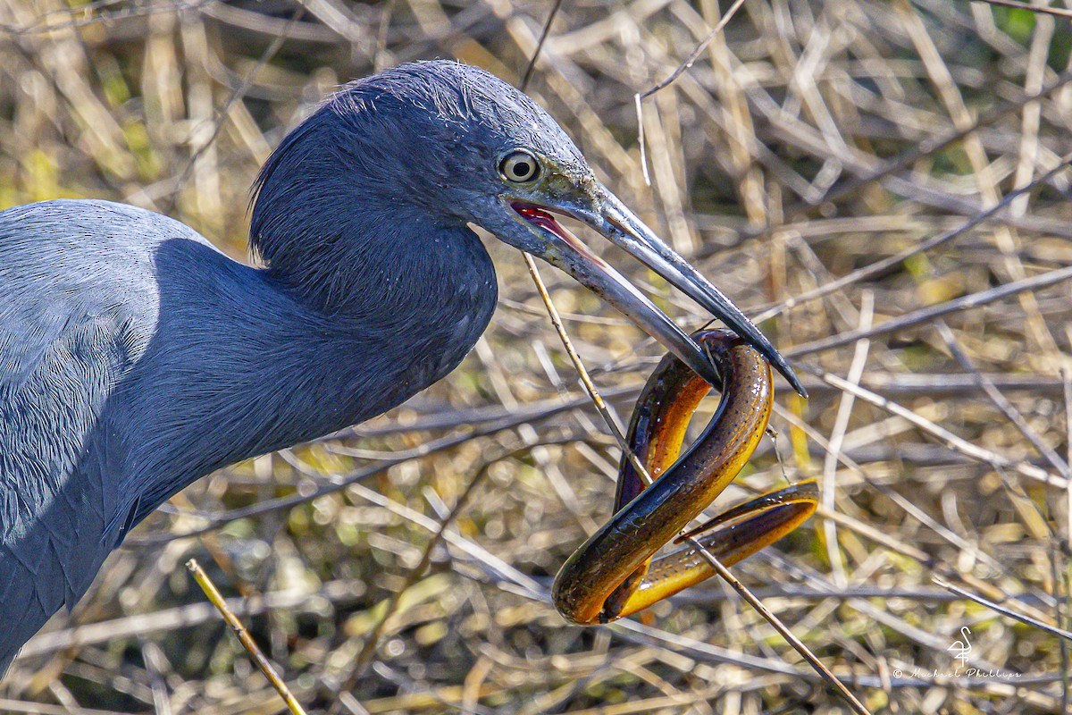 Koartzatxo urdina - ML644428851