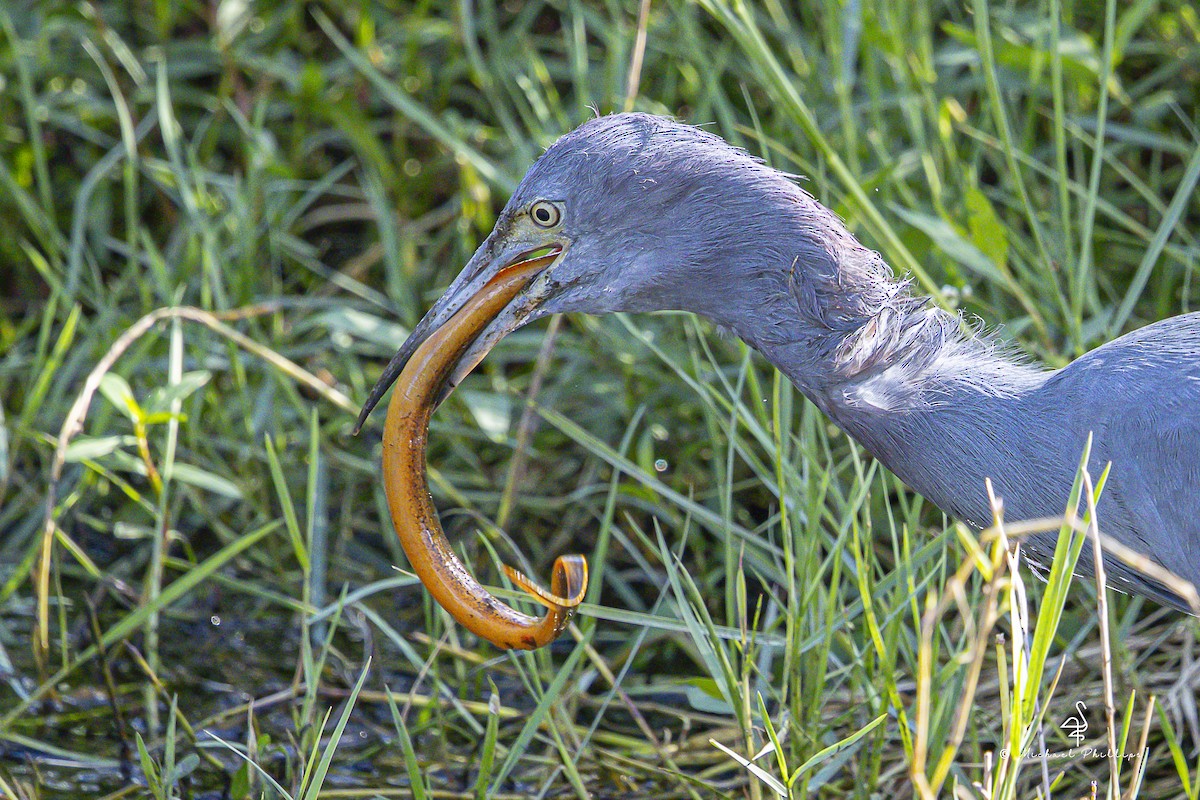 Koartzatxo urdina - ML644428852