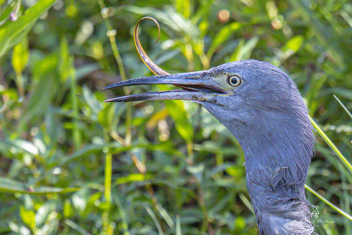 Koartzatxo urdina - ML644428853